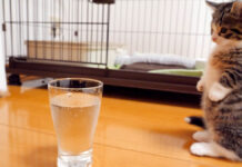 初めて炭酸水を見た子猫。未知との遭遇にドキドキするも、好奇心には勝てなくて ( *´艸`)♡ 炭酸水にドキドキの子猫