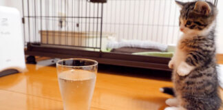 炭酸水にドキドキの子猫