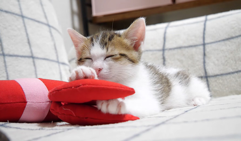 可愛いポーズで眠る子猫