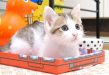 見上げる箱入り子猫