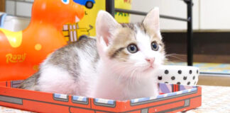 見上げる箱入り子猫