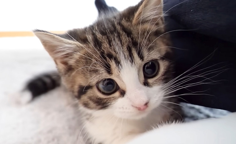 そばから離れない子猫