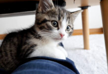 膝の上で甘える子猫