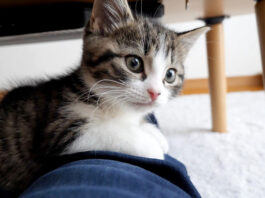 人懐っこい三毛猫ママが可愛い子猫達に会わせてくれた♪ 元気いっぱい