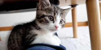 膝の上で甘える子猫
