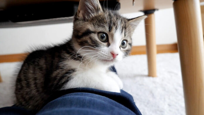 膝の上で甘える子猫