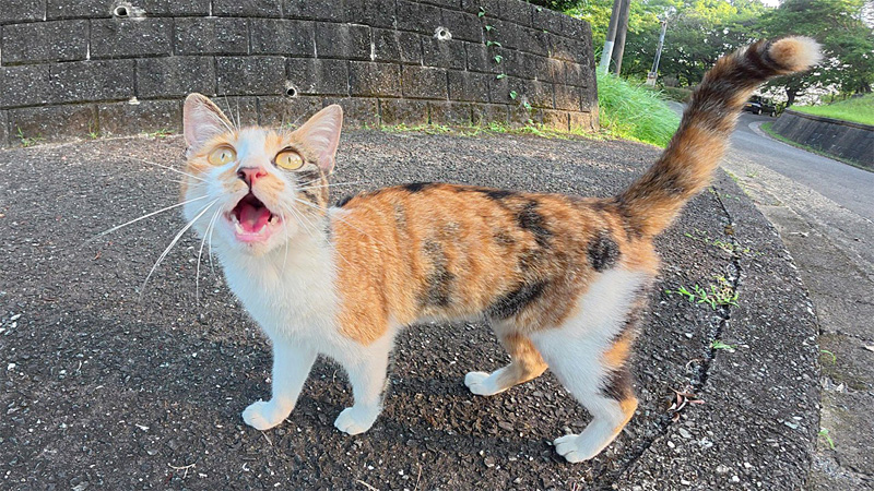 挨拶してきた猫