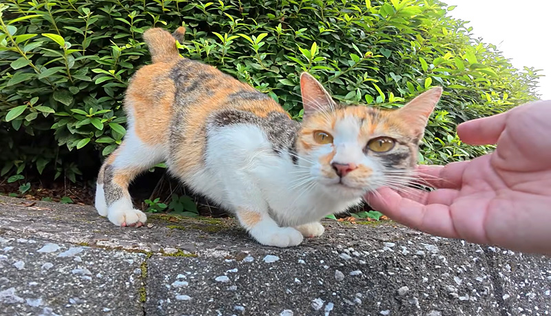 撫でられる猫