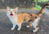 挨拶してきた猫