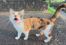 挨拶してきた猫