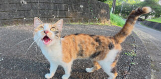挨拶してきた猫