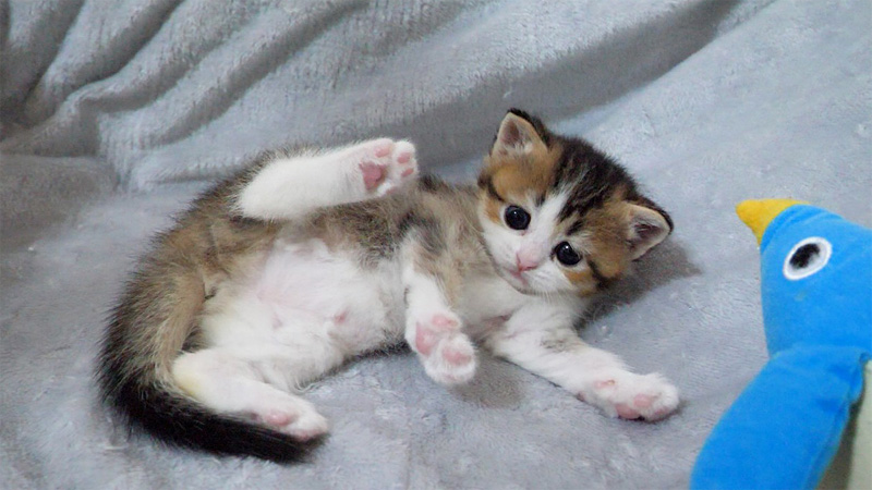 撫でられると変なポーズになる子猫