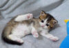 撫でられると変なポーズになる子猫