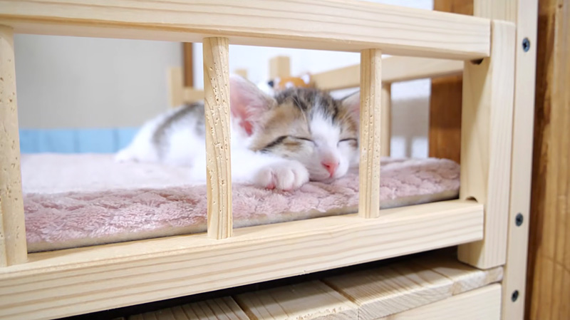 幸せそうに眠る子猫
