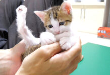 手の中でヘンテコポーズでくつろぐ子猫