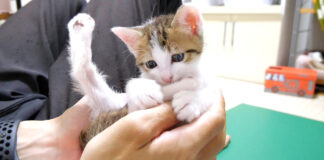 手の中でヘンテコポーズでくつろぐ子猫