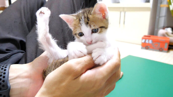 手の中でヘンテコポーズでくつろぐ子猫