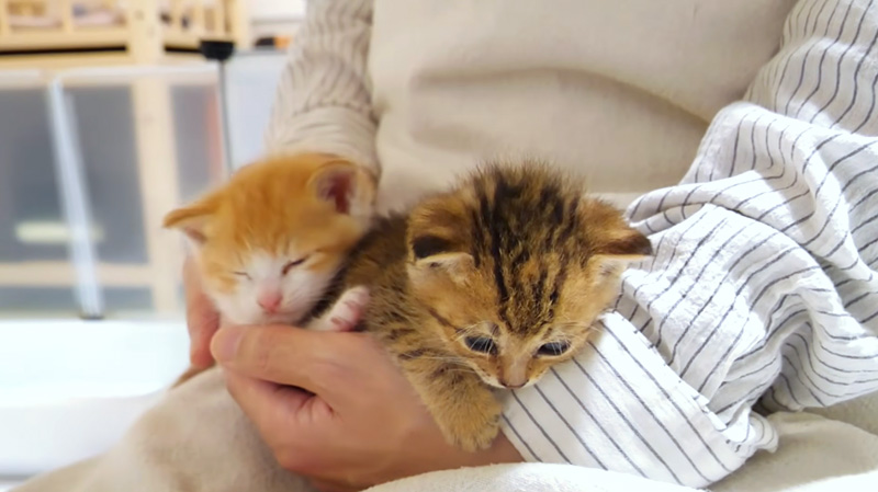 甘える子猫達