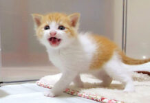 可愛い声で養育主さんを部屋に誘った子猫。すぐに膝の上に登って抱っこのおねだり♡ 部屋に誘う子猫
