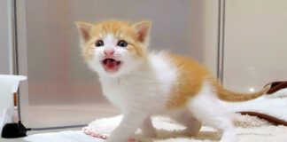 部屋に誘う子猫