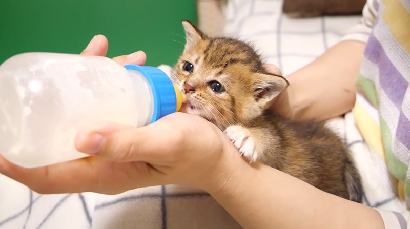 ミルクを飲む子猫