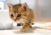 ひとりでトイレを成功させた子猫
