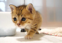 ひとりでトイレを成功させた子猫