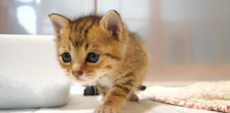 ひとりでトイレを成功させた子猫