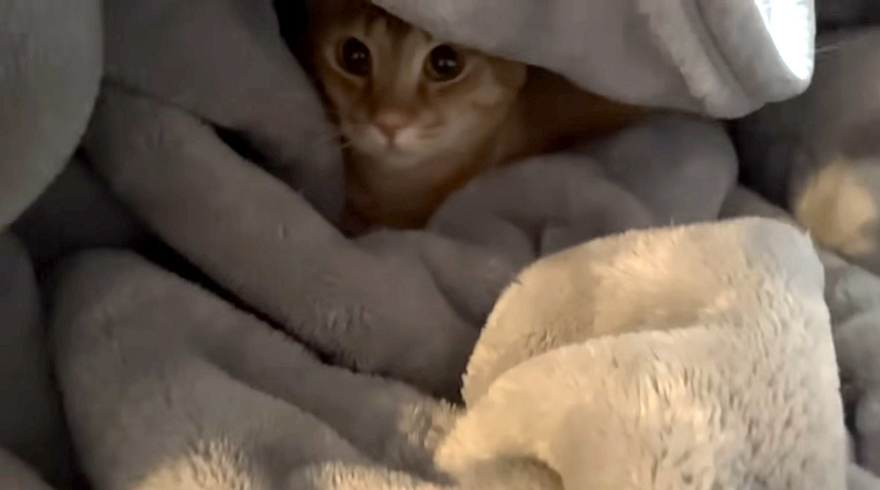隠れていた猫