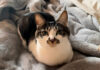 本当に優しい猫