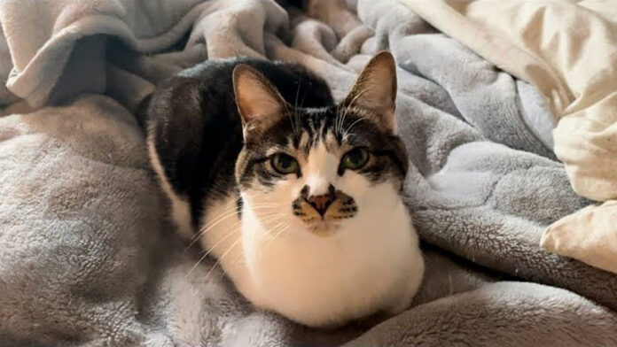 本当に優しい猫