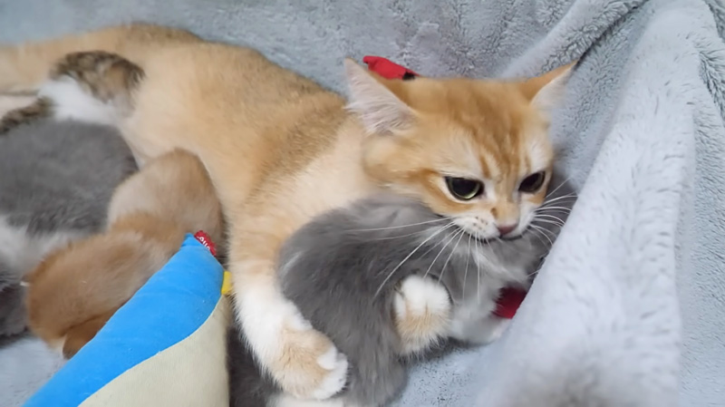 子猫をかまう母猫