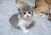 愛情が溢れ出しちゃったママ猫のハグが激しすぎる! 子猫もたまらず避難しちゃいました (^_^;) 見つめる子猫