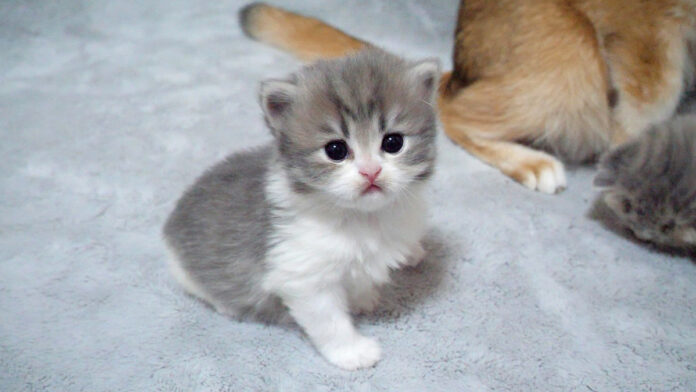 見つめる子猫