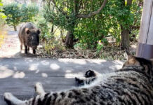 猫と休憩していたらイノシシが現れて、撫でてもらいたそうに近づいてきた! 猫と休憩していたらイノシシが現れた