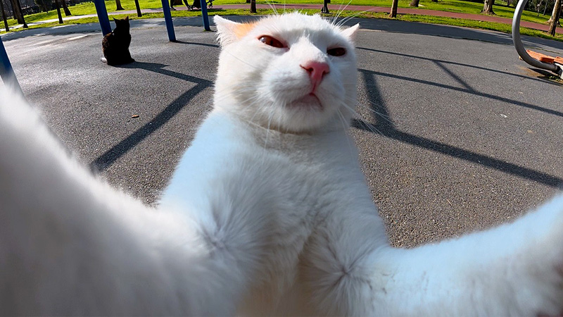 自撮りする猫