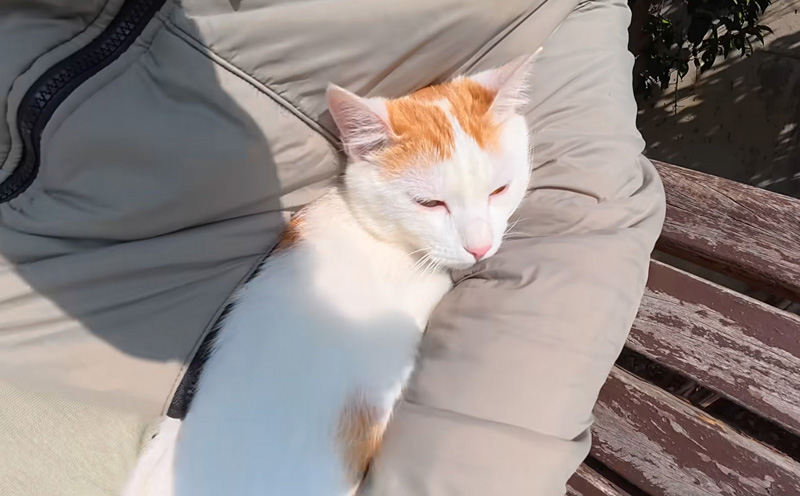 腕の中に収まる猫