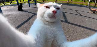 自撮りしているような猫