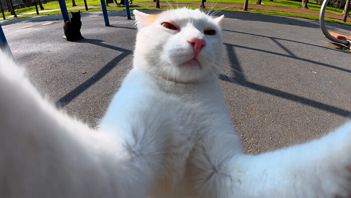 自撮りしているような猫