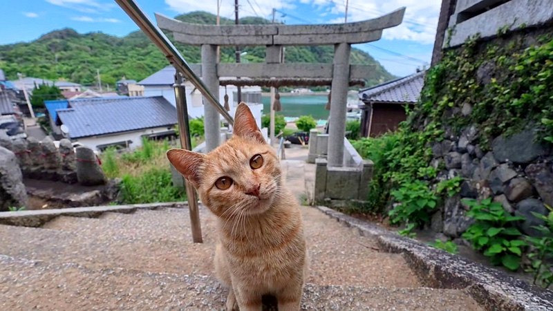 階段を登ってきた猫
