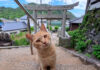 階段を登ってきた猫
