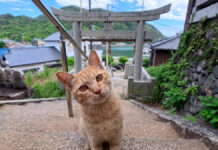 神社で休んでいたら… 階段の下から猫さん登場! 甘えん坊な猫さんとの可愛すぎる出会い♡ 階段を登ってきた猫