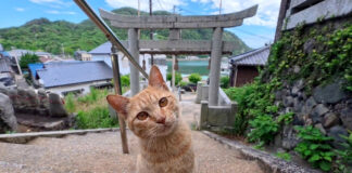 階段を登ってきた猫