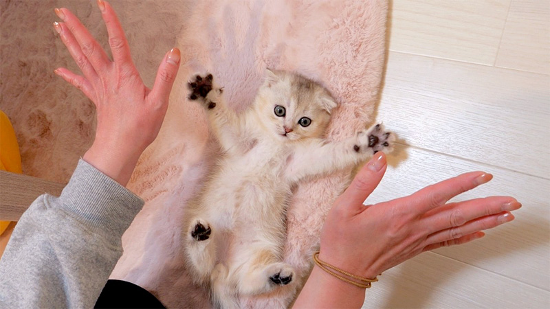 飼い主さんを真似する子猫
