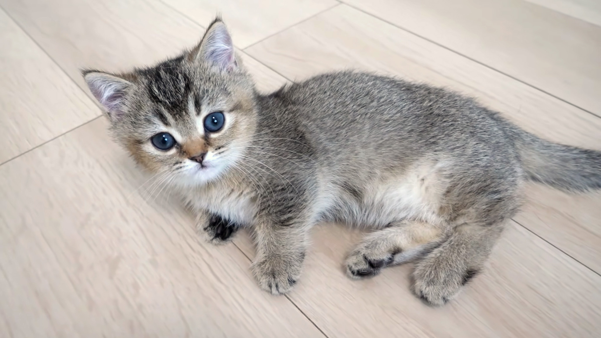 コテンと横になる子猫