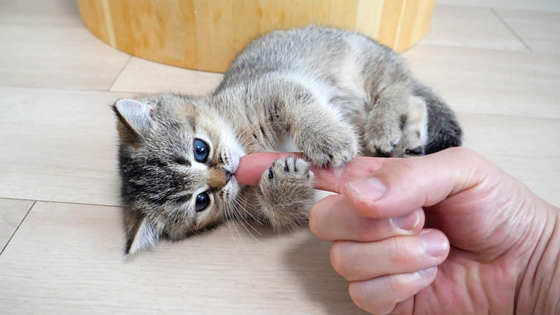 指を毛づくろいする子猫