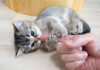 指を毛づくろいする子猫