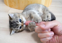 指を毛づくろいする子猫