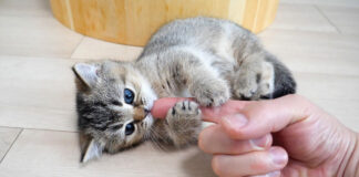 指を毛づくろいする子猫