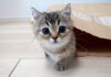 お母さんを驚かせようとした子猫